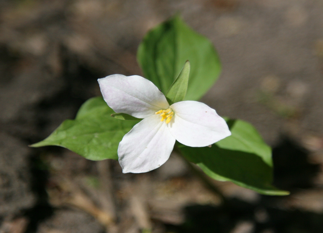 Un trillium