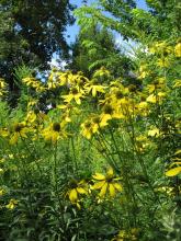 Native Species Garden