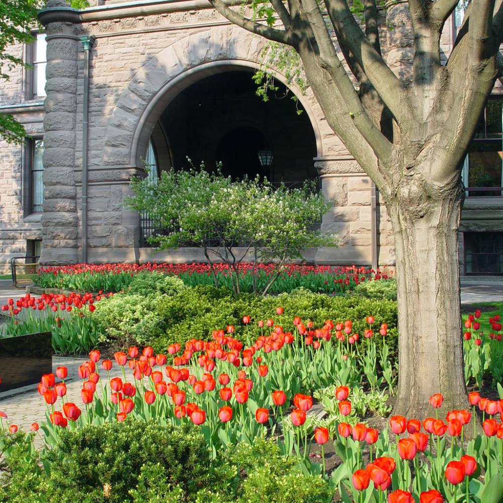 Tulip beds on the east grounds of the Legislative Building.