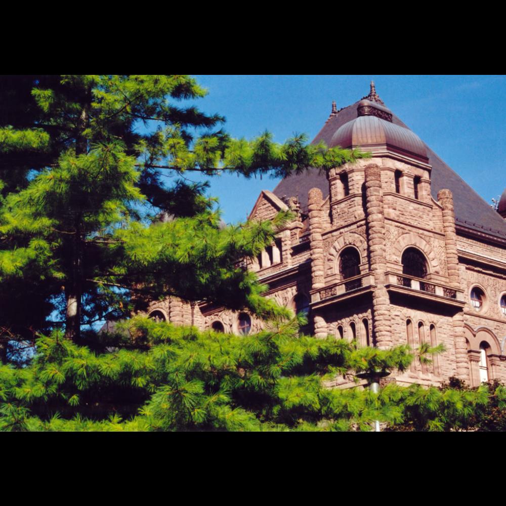 Eastern White Pine tree with the Legislative Building in the background