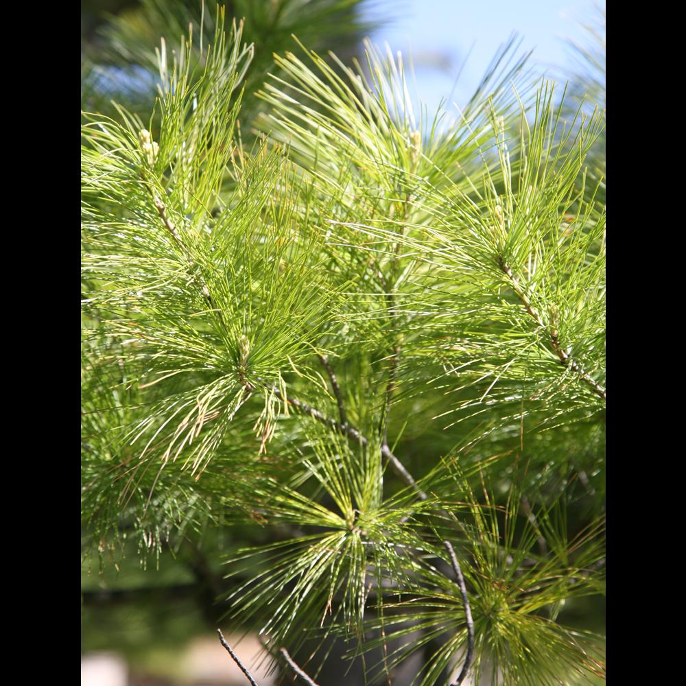 Eastern White Pine