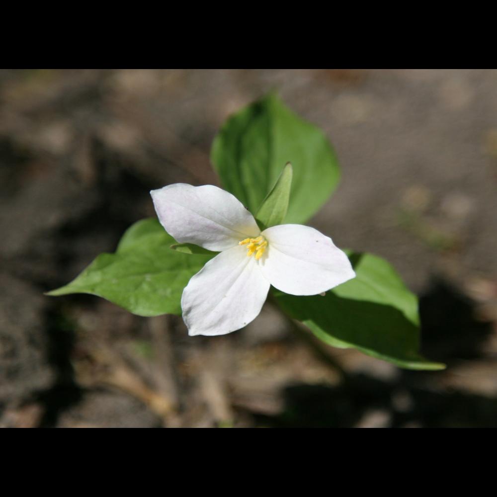 White Trillium